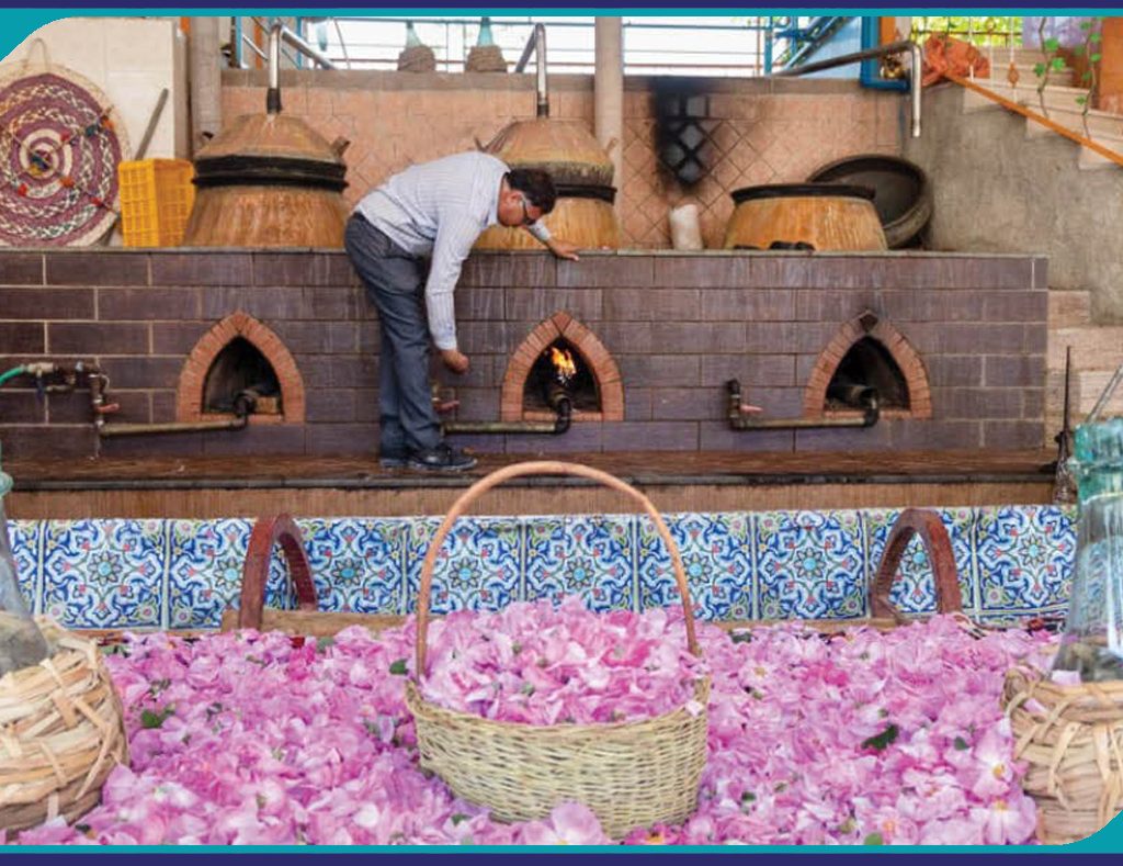 برگزاری دومین تور یک روزه گلابگیری کاشان